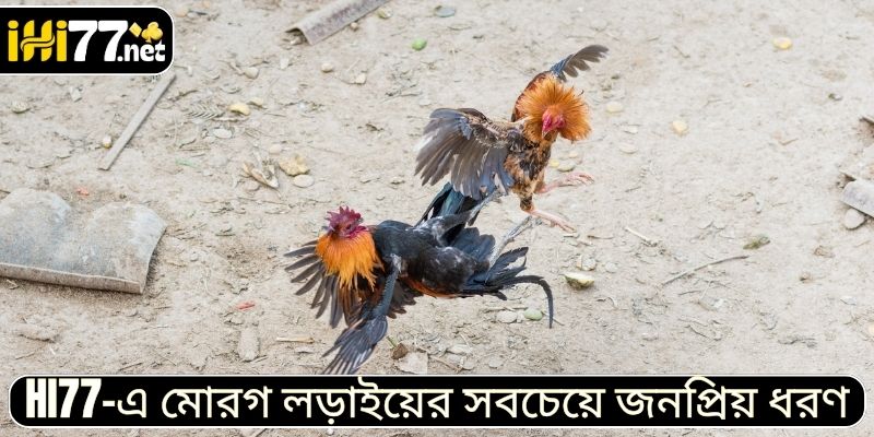 HI77-এ মোরগ লড়াইয়ের সবচেয়ে জনপ্রিয় ধরণ