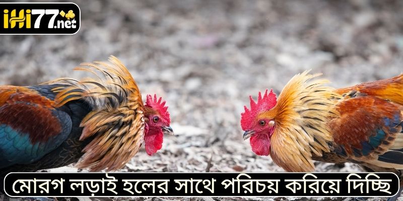 মোরগ লড়াই HI77 হলের সাথে পরিচয় করিয়ে দিচ্ছি