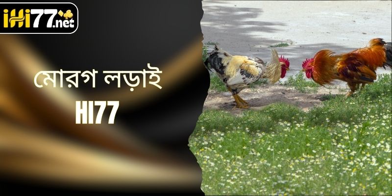 মোরগ লড়াই HI77 - বর্তমান সময়ের সবচেয়ে জনপ্রিয় বেটিং লবি